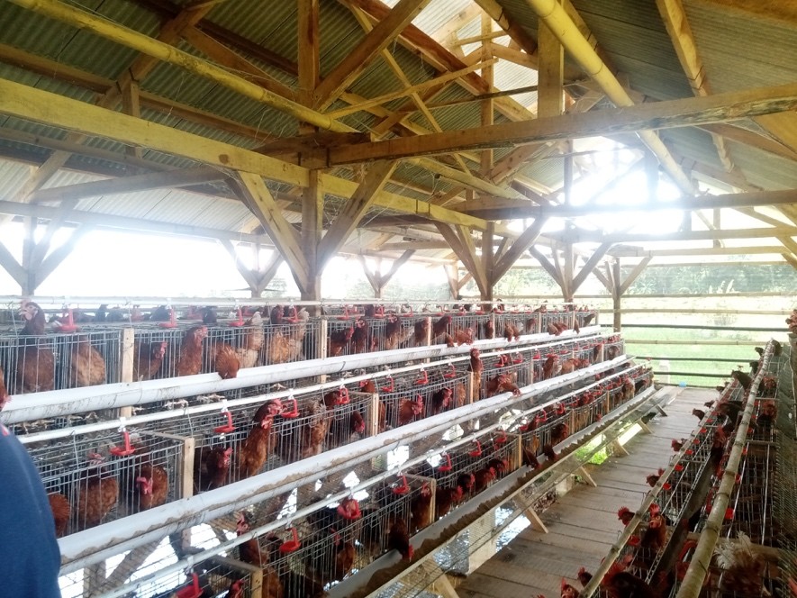 Mahasiswa Politeknik SCI Dorong Ketahanan Pangan Desa Paniis melalui Program PRISMA